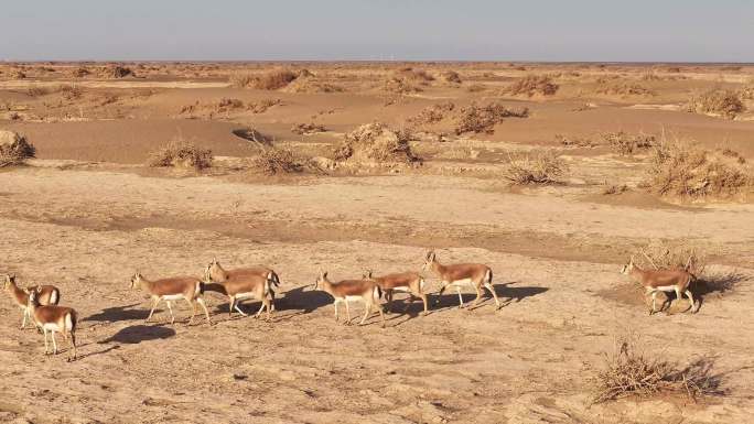 黄羊 鹅喉羚 戈壁 荒漠 荒漠精灵 大群