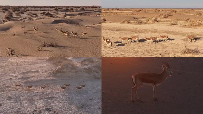 黄羊 鹅喉羚 戈壁 荒漠 荒漠精灵 大群