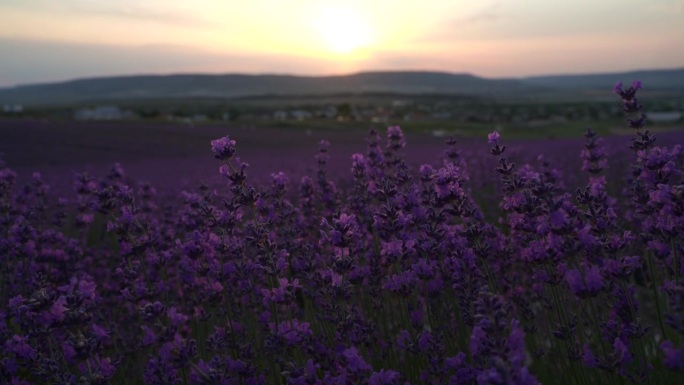 夕阳西下，一行行薰衣草盛开，芳香四溢。选择重点在薰衣草田薰衣草紫色芳香花丛。