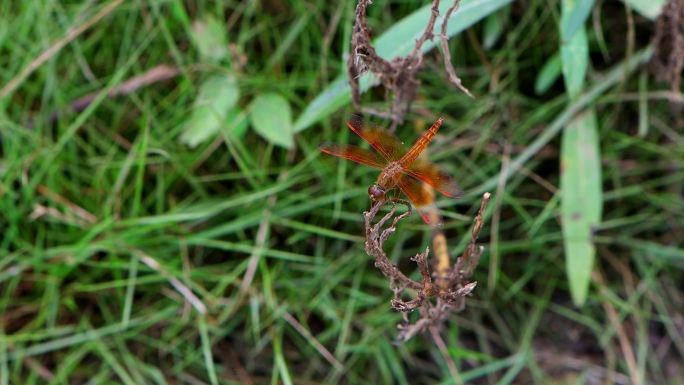 一只红蜻蜓停在草上