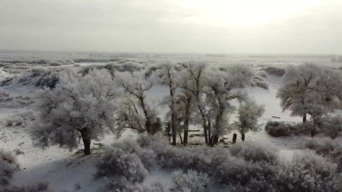 沙漠  胡杨 雪景 沙漠雪景  胡杨雾凇