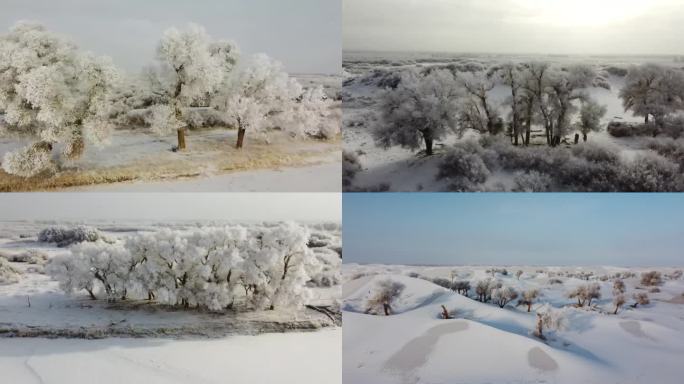 沙漠  胡杨 雪景 沙漠雪景  胡杨雾凇