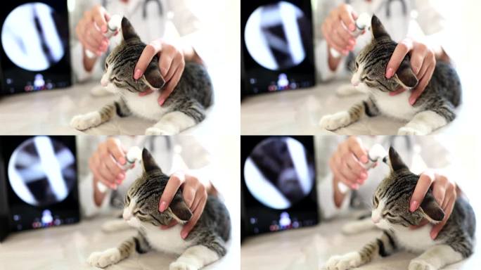 兽医在兽医诊所用耳镜检查猫耳