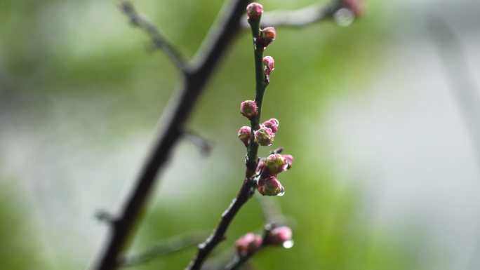 春天雨水中的梅花花蕾