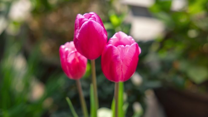 郁金香花开延时