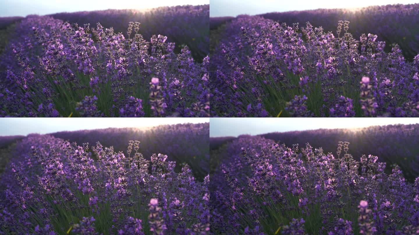 一片片薰衣草盛开，芳香四溢。选择重点在薰衣草田薰衣草紫色芳香花丛。