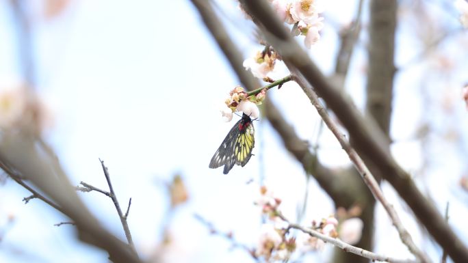 报喜斑粉蝶/蝴蝶在梅花上采蜜