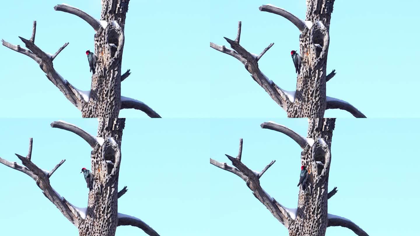 橡子啄木鸟