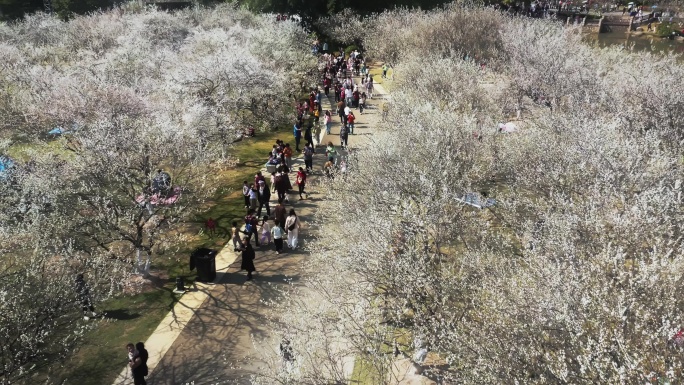 广州萝岗香雪公园梅花盛开航拍高清4K视频