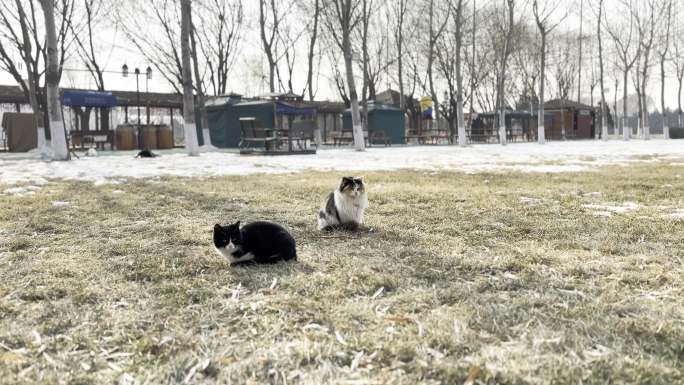 冬季流浪猫在草坪休息