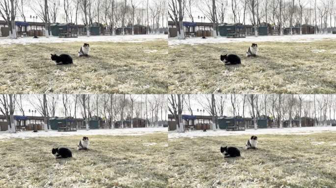 冬季流浪猫在草坪休息