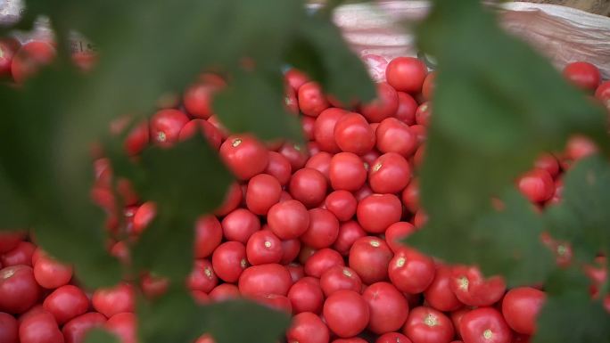 西红柿 番茄 收获 装箱 装车