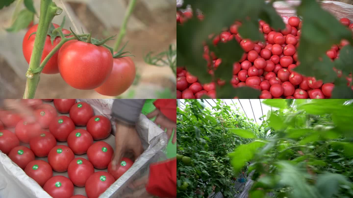 西红柿 番茄 收获 装箱 装车