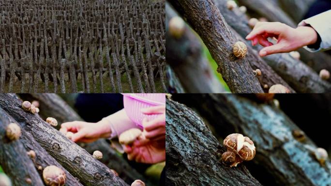 小花菇 采摘 深山蘑菇