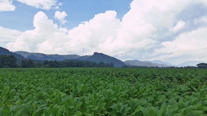泰国清莱Tham Luang附近种植的烟叶农场鸟瞰图。无人驾驶飞机。