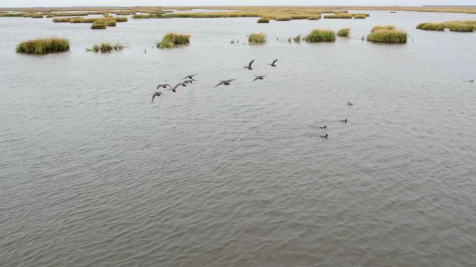 4k湿地保护鸟类飞翔湖泊群鸟迁徙秋季