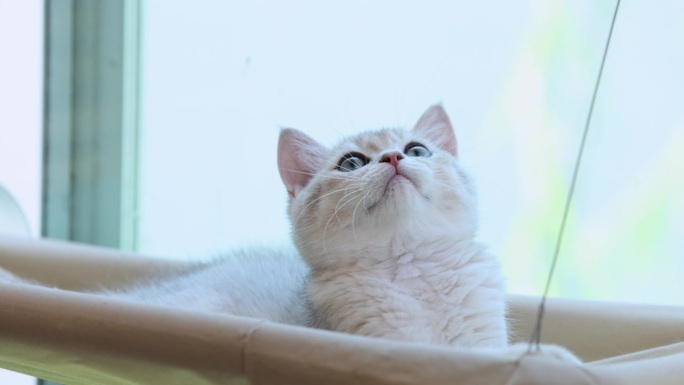 一只可爱的小猫好奇地盯着窗边吊床上的什么东西。