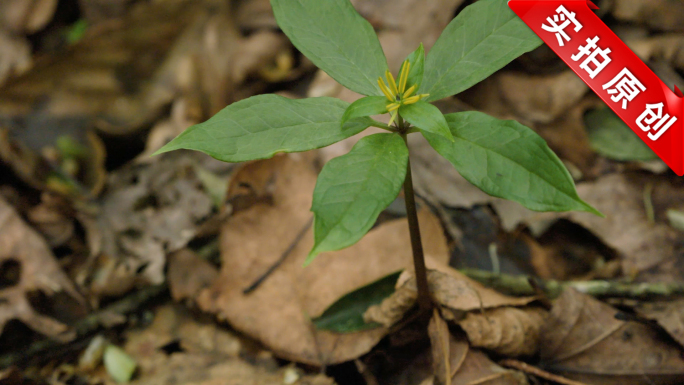 野生中草药药材重楼七叶一枝花