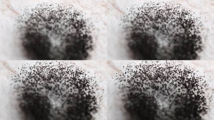 烤面包上黑霉的详细微距镜头，危险的烟曲霉真菌特写，散景