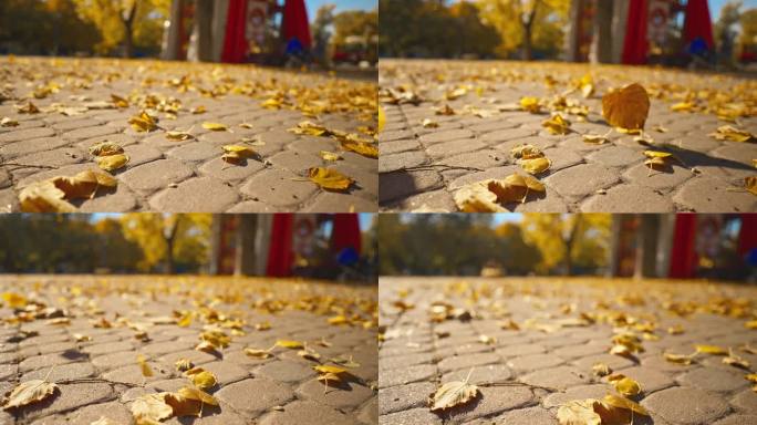 近景(低视角)风把枯黄的枫叶吹落在铺路板上。在明亮的秋天公园的人行道上，有游乐场和孩子们的景点