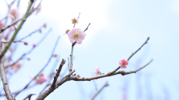 梅园、梅花、梅树