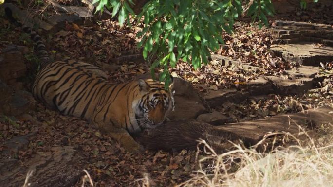 一只野生皇家孟加拉雌虎正在吃野猪的猎物