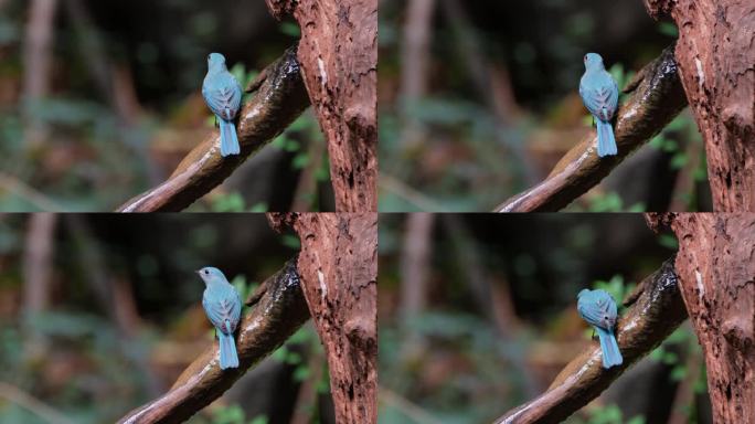从它的背部看，它从一根树枝上喝水，滴水，向左边飞去，泰国雌捕蝇蝇