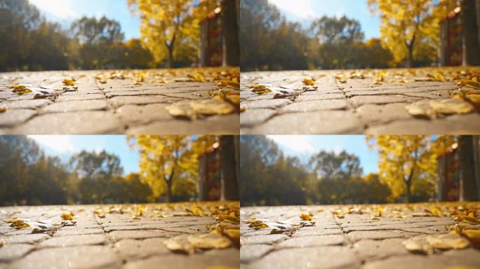 近景(低视角)风把枯黄的枫叶吹落在铺路板上。在明亮的秋天公园的人行道上，有游乐场和孩子们的景点