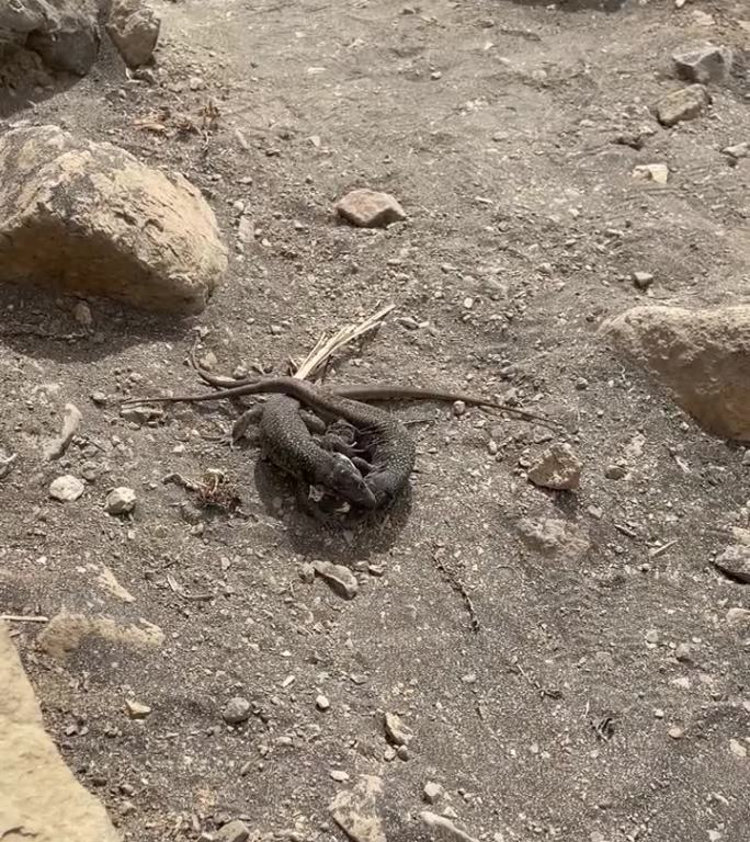 两只蜥蜴在地上打架，其中一只的尾巴裂开了