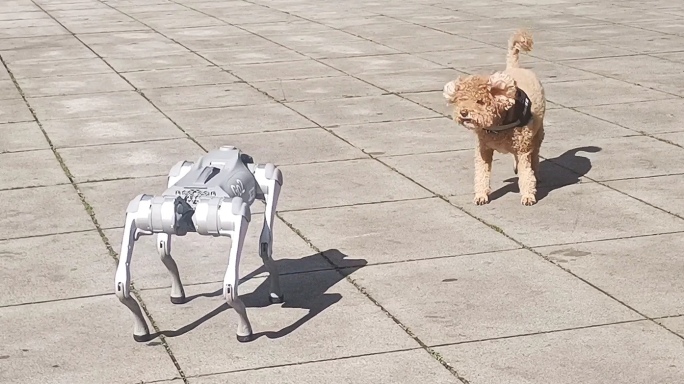 机器狗和真狗玩耍