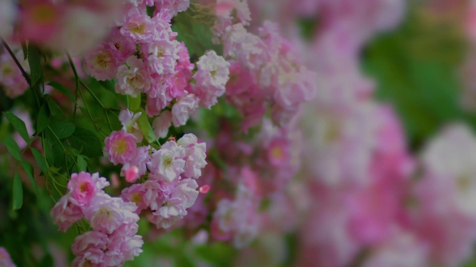 蔷薇花 粉色花瓣系列 桂花 4k花瓣全息