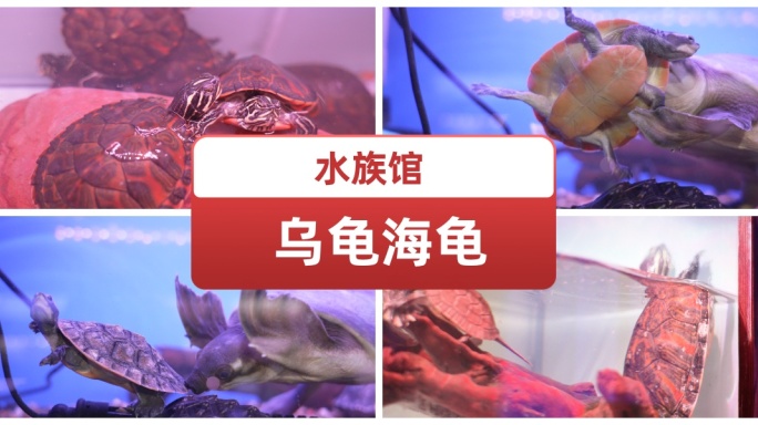 水族馆 乌龟