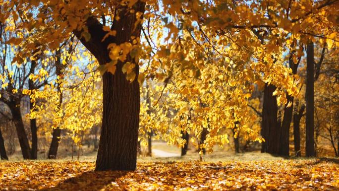 五彩缤纷的秋叶。秋天的森林里有一棵美丽的黄叶树。金色的树叶在慢动作中飘落。金秋树在公园落叶。慢动作
