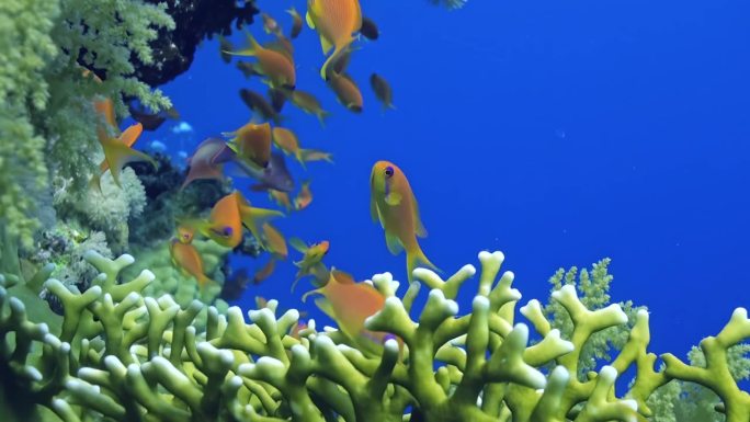 在清澈的蓝色海水中，橙色的小鱼游在水下珊瑚之间。