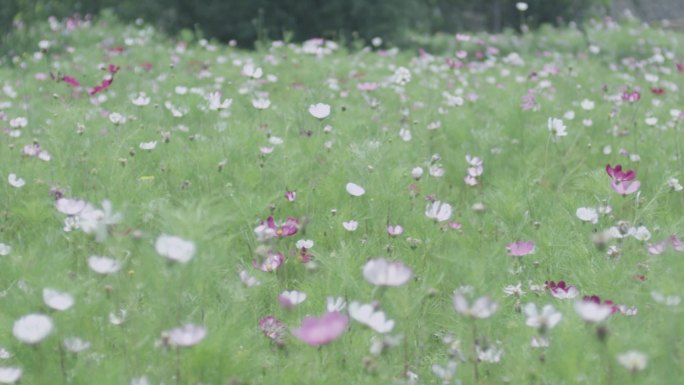 夏季一片格桑花海