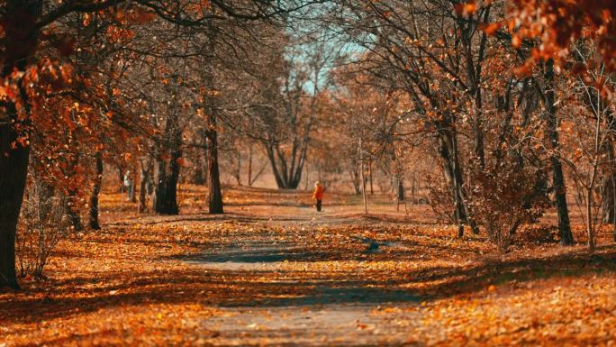 五彩缤纷的秋叶。秋天的森林里有一棵美丽的黄叶树。金色的树叶在慢动作中飘落。金秋树在公园落叶。慢动作