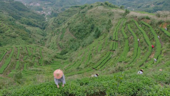 茶农茶园采茶