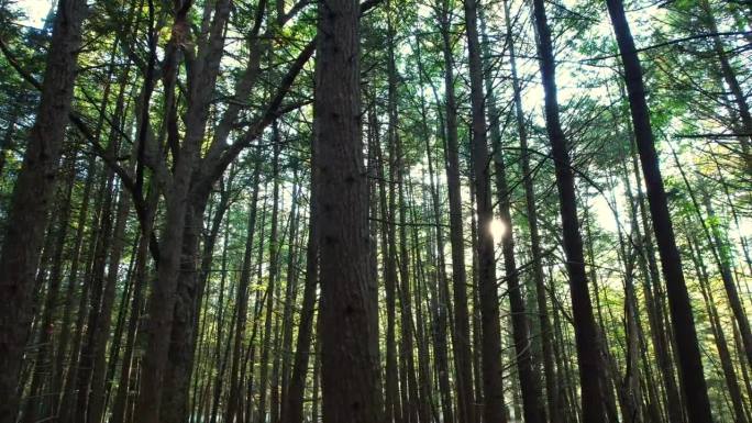 令人惊叹的，平滑的低无人机镜头的松树林与美丽的金色的光