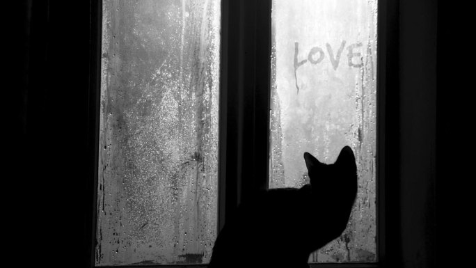 小猫望着雾气蒙蒙的古农家窗户，站在窗台上，好奇着爱情的手写题词。寒冷的早晨浪漫惬意的景色。黑白照片。