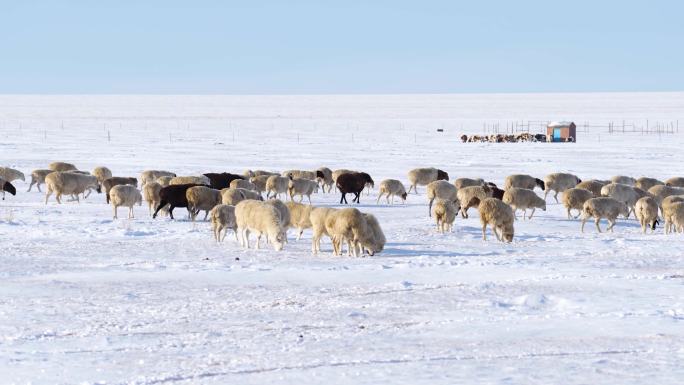 冬季莫日格勒河羊群-