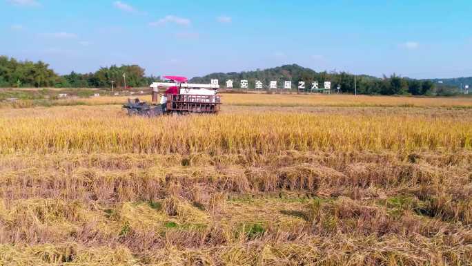 稻田水稻丰收机械收割