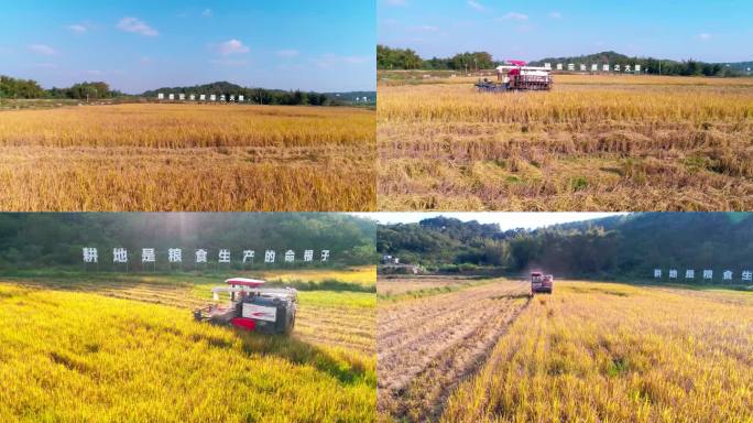 稻田水稻丰收机械收割