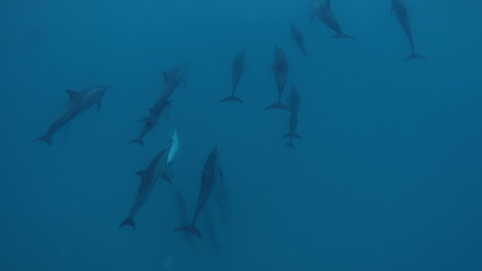 海豚在蓝色的海洋中游泳。野生海豚家族