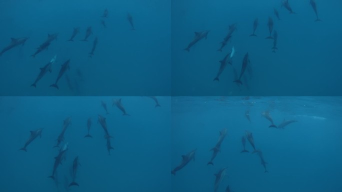 海豚在蓝色的海洋中游泳。野生海豚家族