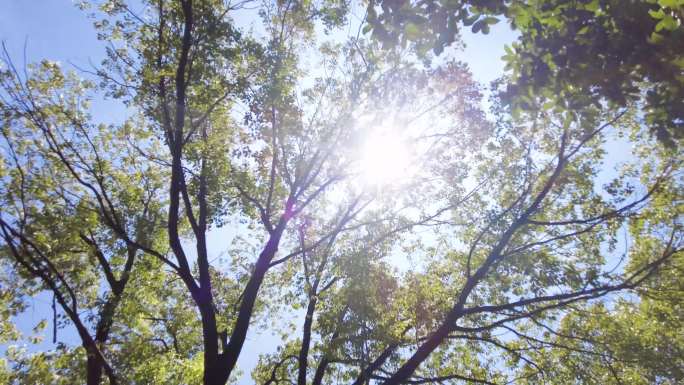 夏天阳光穿过树林树叶子仰拍大自然风景风光