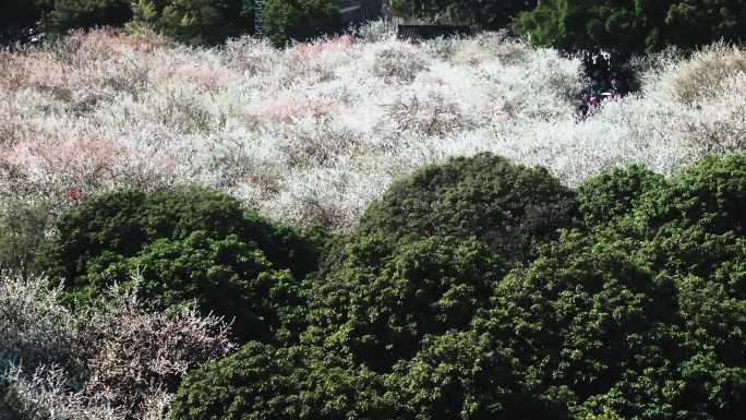 广州萝岗香雪公园梅花盛开航拍高清4K视频