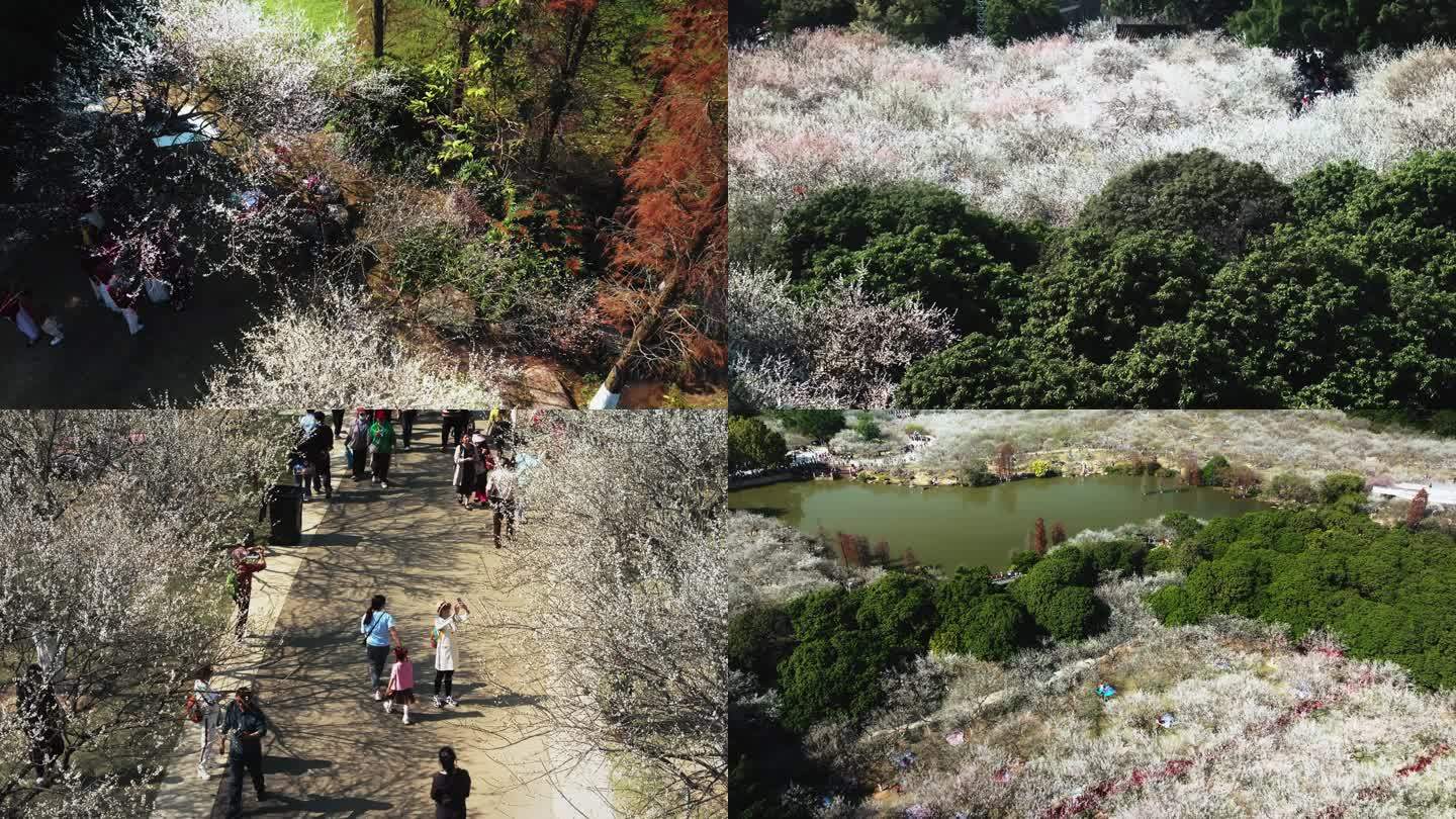 广州萝岗香雪公园梅花盛开航拍高清4K视频