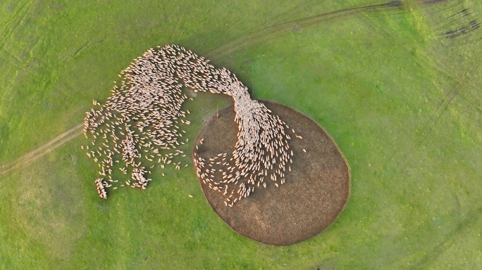 莫日格勒河景区 羊群出圈视频