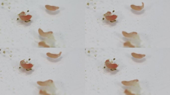 海洋鱼类寄生蠕虫(吸虫)的显微镜研究。