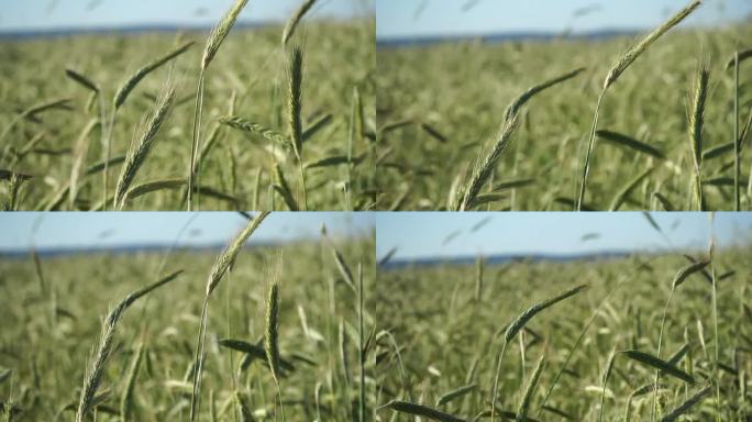 农业背景，绿油油的燕麦穗随风在田野上摇曳，近距离望去